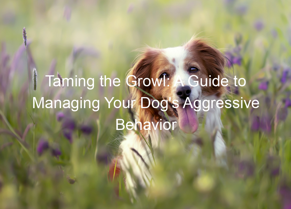 Taming the Growl: A Guide to Managing Your Dog's Aggressive Behavior
