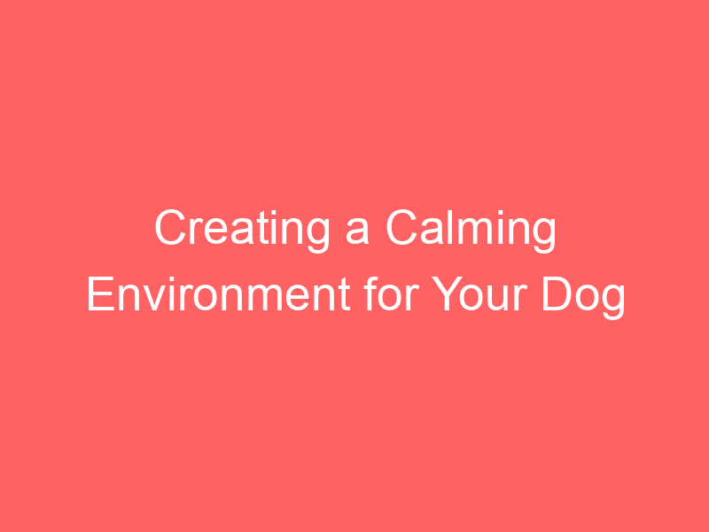 Creating a Calming Environment for Your Dog
