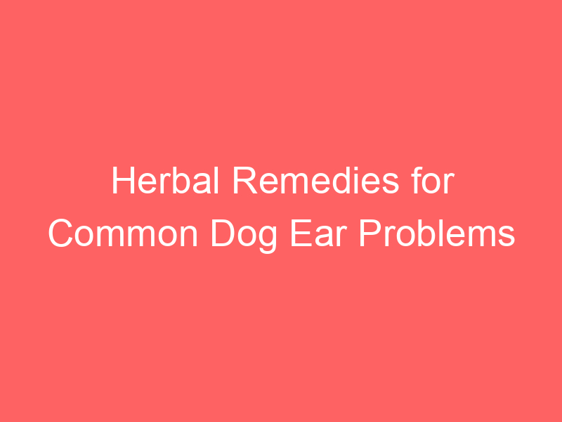 Herbal Remedies for Common Dog Ear Problems