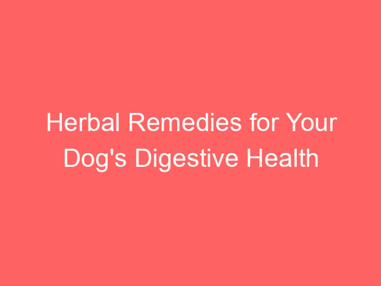 Herbal Remedies for Your Dog's Digestive Health