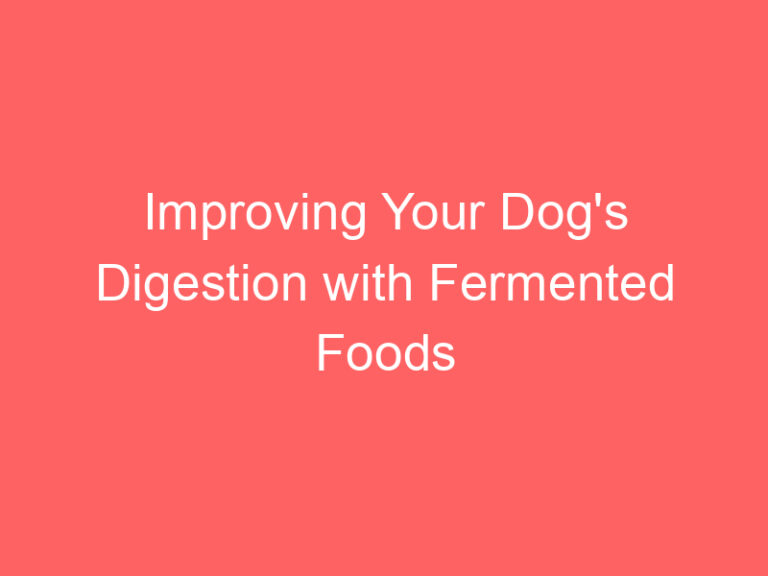 Improving Your Dog's Digestion with Fermented Foods