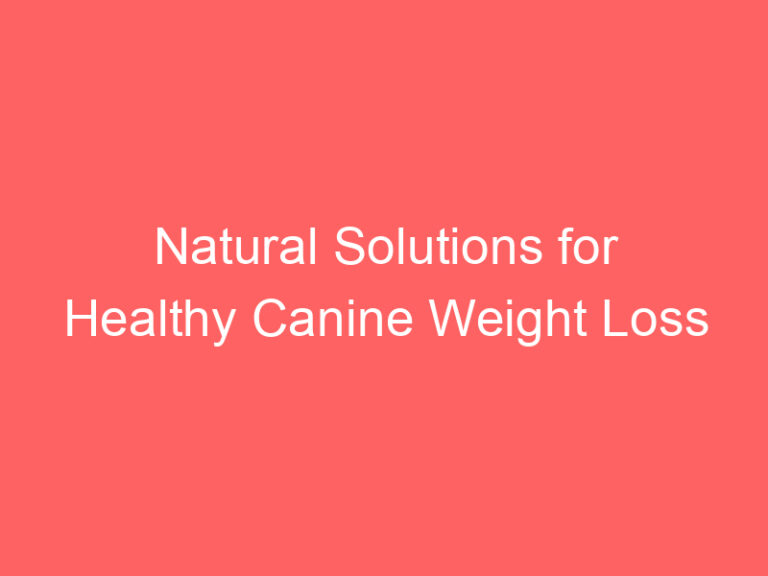Natural Solutions for Healthy Canine Weight Loss
