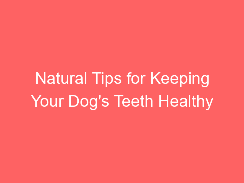 Natural Tips for Keeping Your Dog's Teeth Healthy