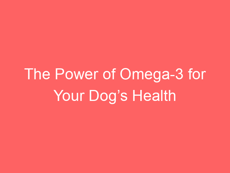 The Power of Omega-3 for Your Dog’s Health